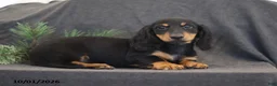 Miniature Dachshund dogs for sale: Victor - Ad 5