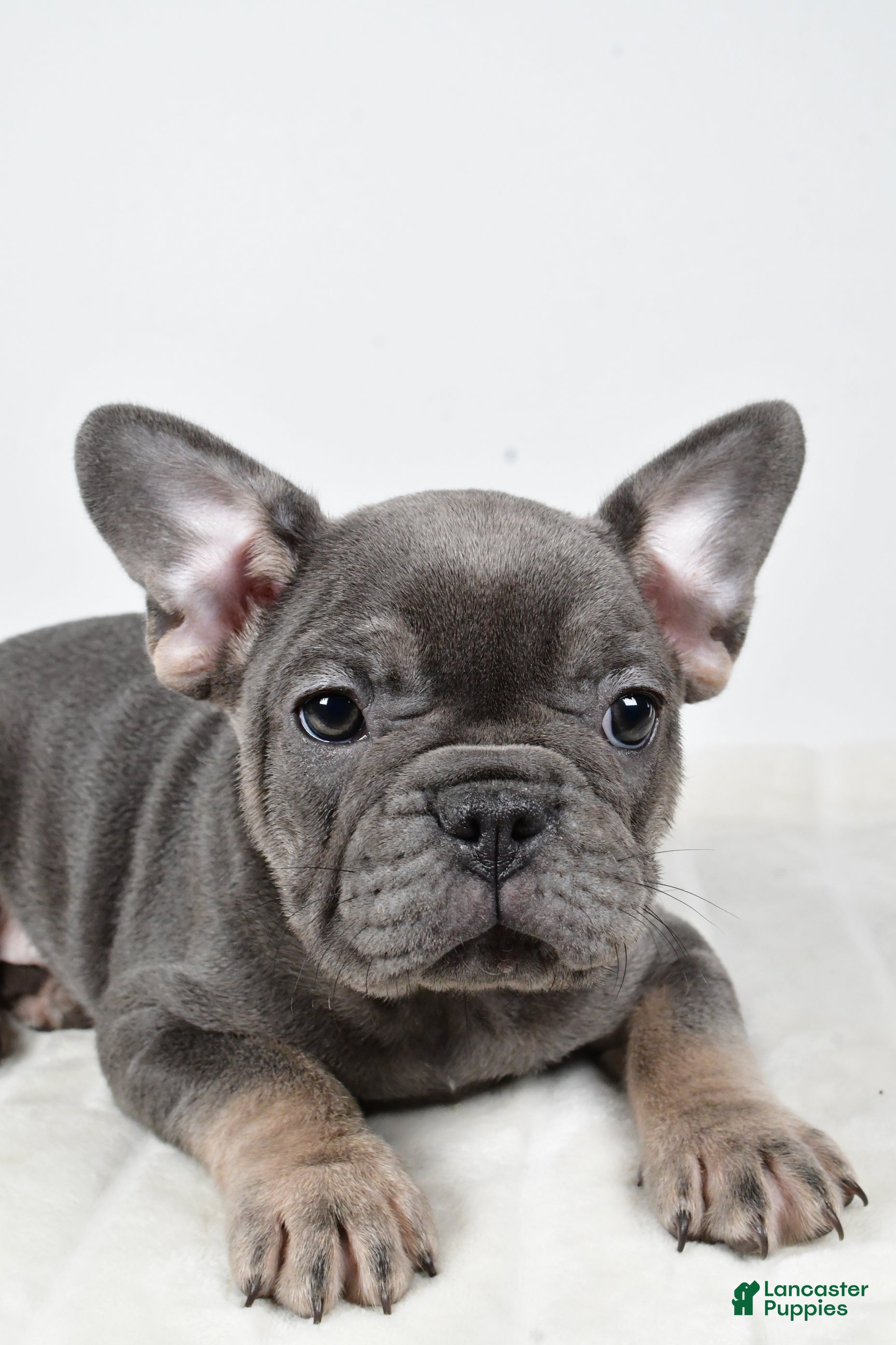 French Bulldog dogs Blossom - Ad 29