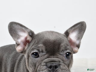 French Bulldog dogs Blossom - Ad 11