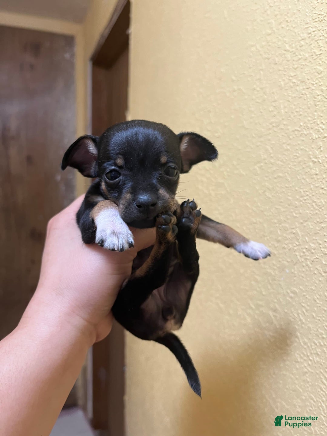 Gallery Image {{count}}