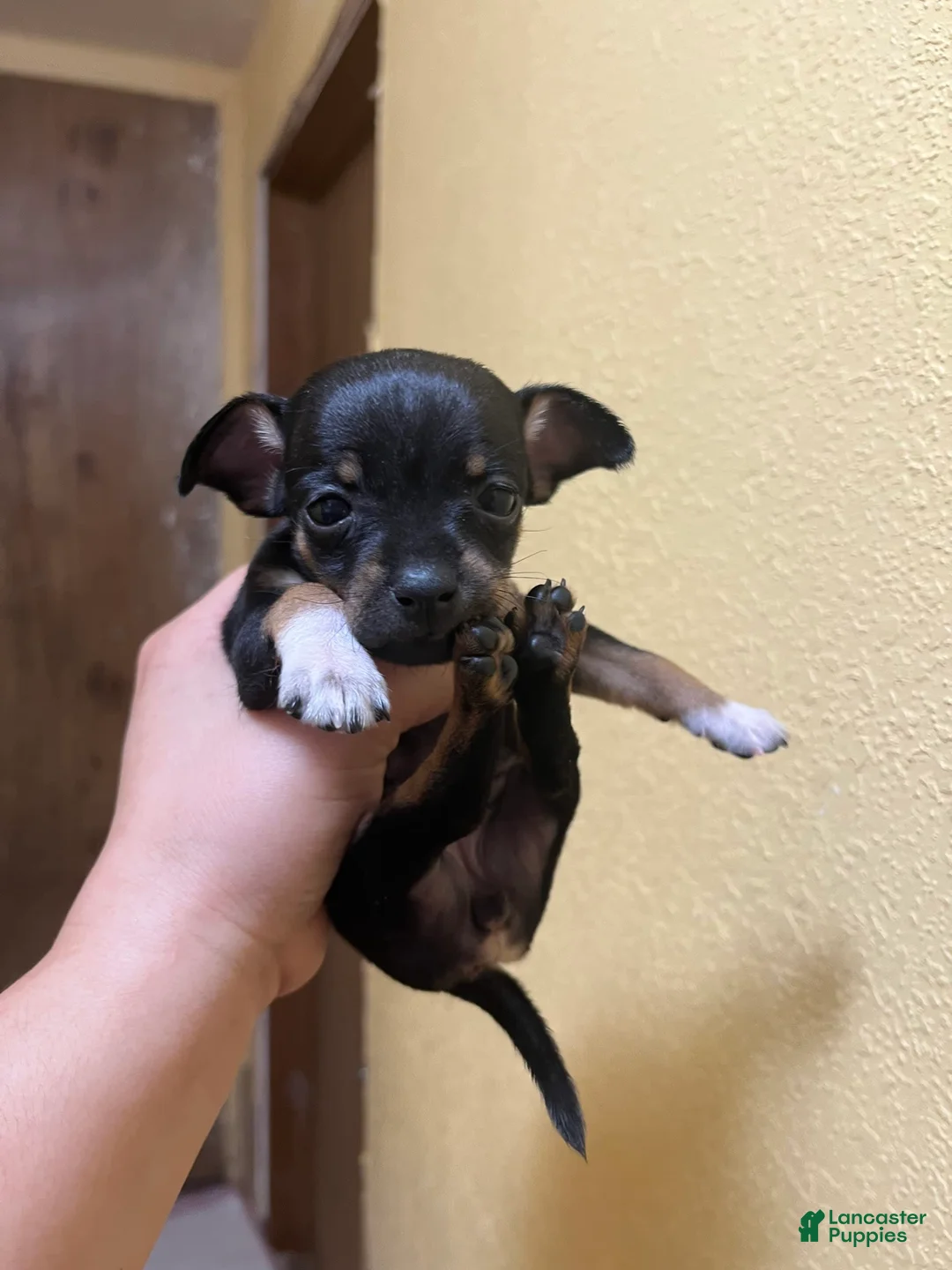 Gallery Image {{count}}