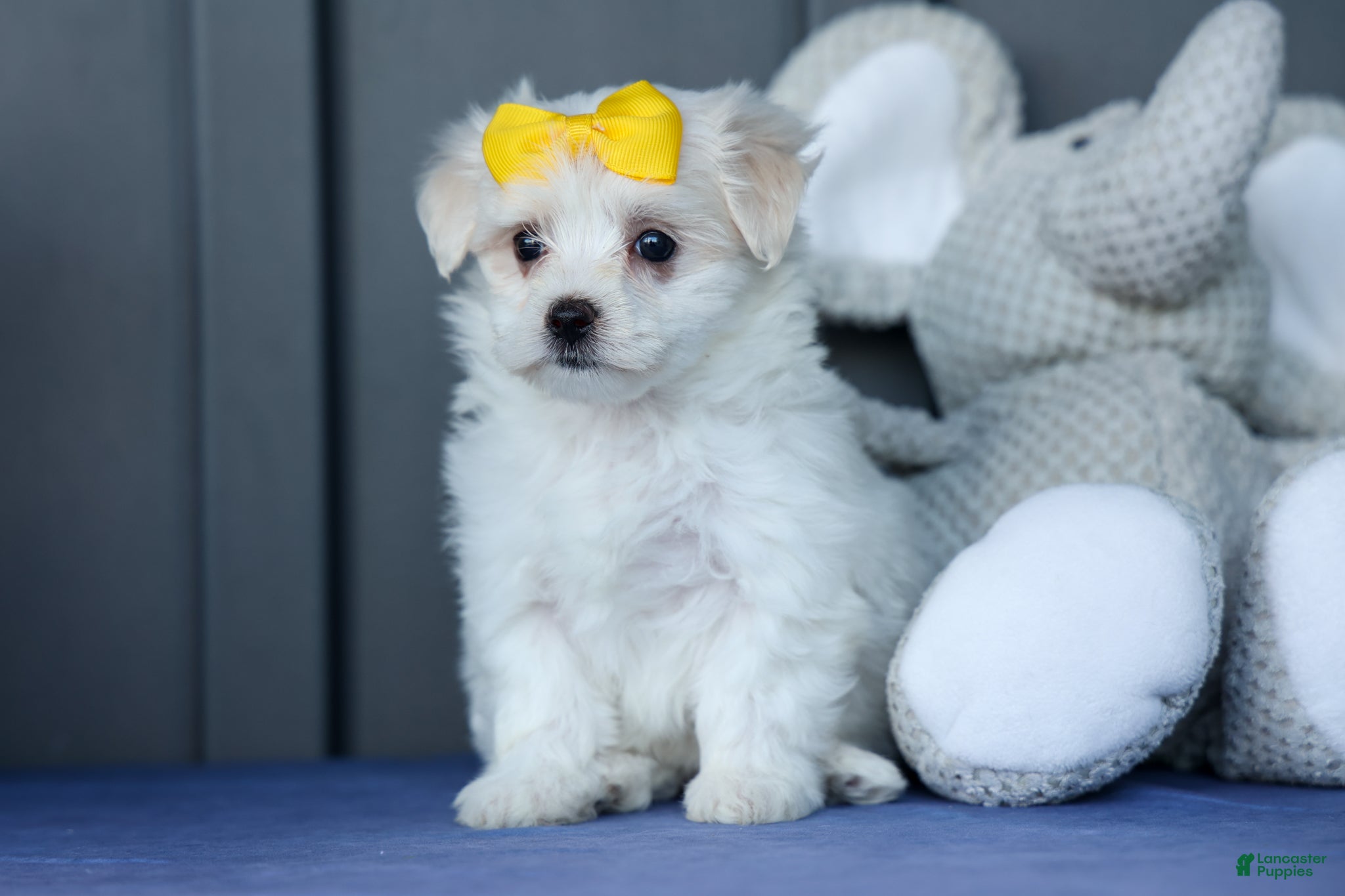 Maltese dogs PEBBLES - Ad 1