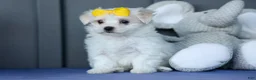 Maltese dogs for sale: PEBBLES - Ad 10