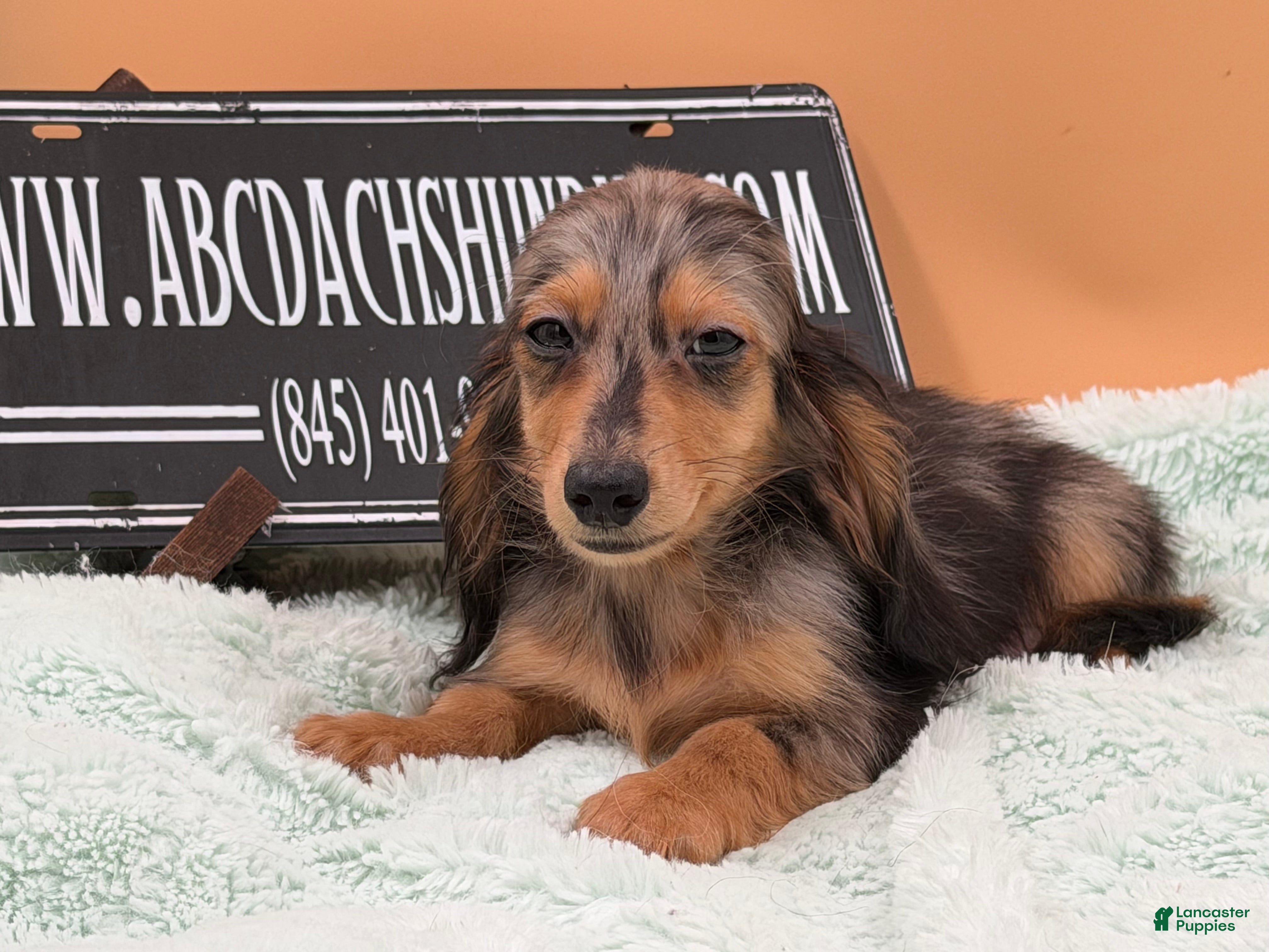 Miniature Dachshund dogs Miniature Dachshund Puppy 2 - Ad 13