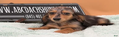 Miniature Dachshund Puppy 2