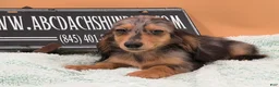 Miniature Dachshund dogs for sale: Miniature Dachshund Puppy 2 - Ad 1