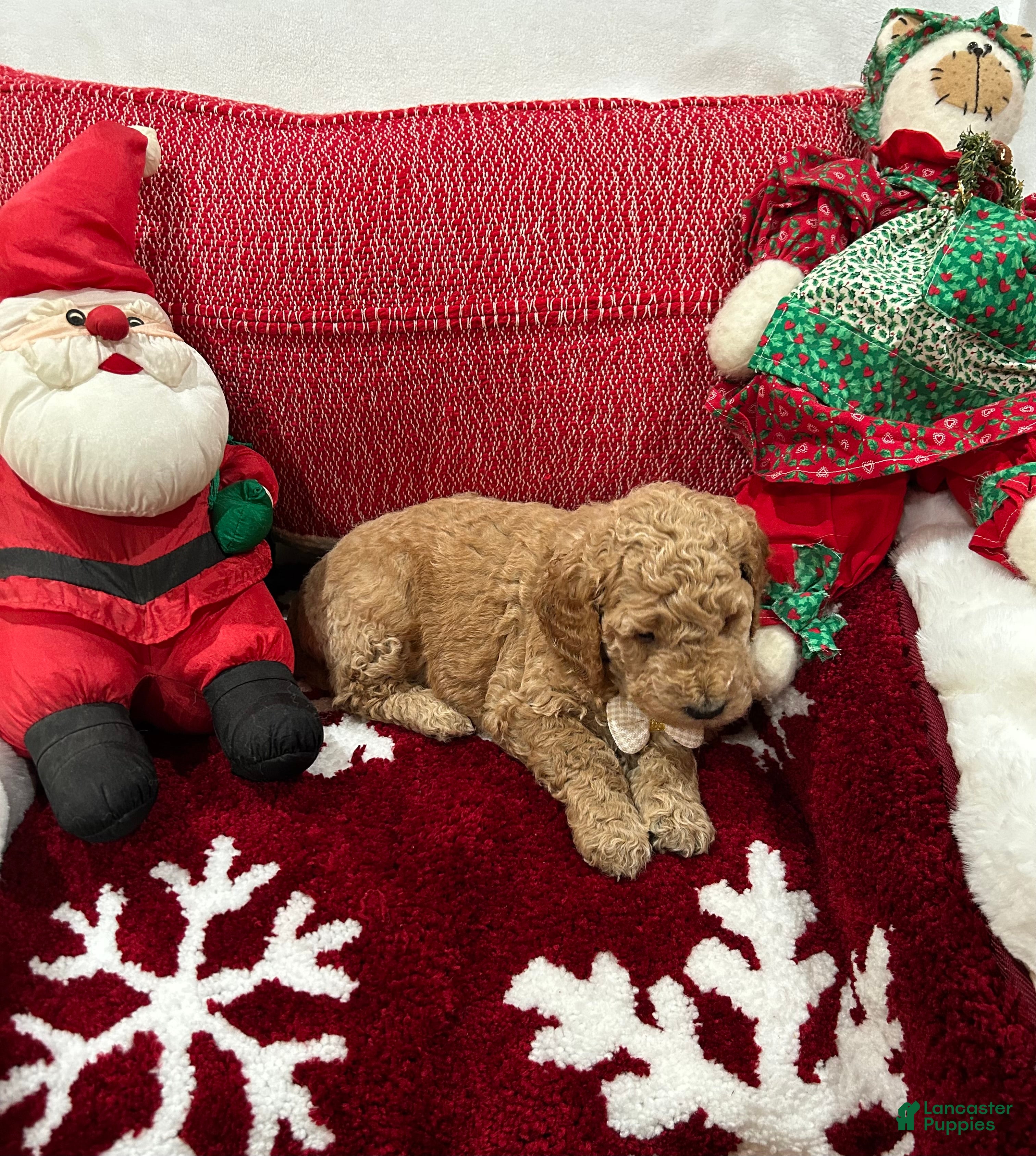 Mini Goldendoodle dogs Mini Goldendoodle Peanut Butter - Ad 2