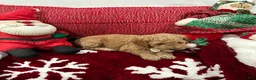 Mini Goldendoodle dogs for sale: Mini Goldendoodle Peanut Butter - Ad 2