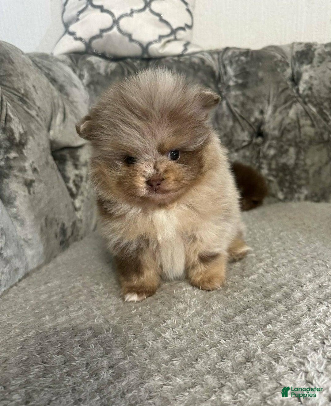 Pomeranian dogs for sale: Benji - Ad 4