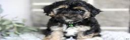 Maltipoo dogs for sale: Bear - Ad 3