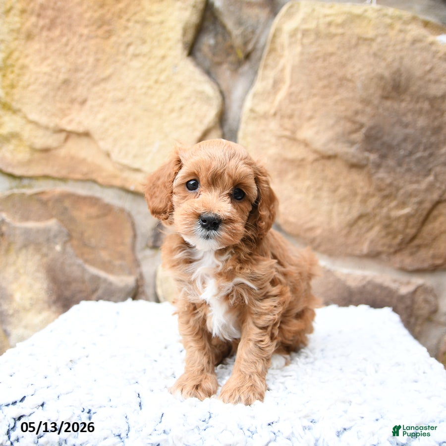 Cavapoo dogs Meadow - Ad 1