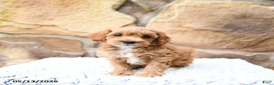 Meadow