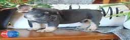 French Bulldog dogs for sale: Ben - Ad 5