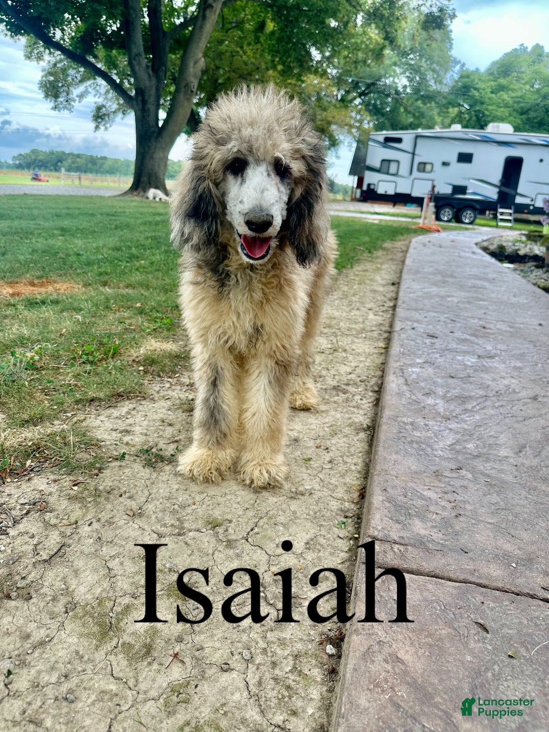 Standard Poodle dogs Isaiah - Ad 1