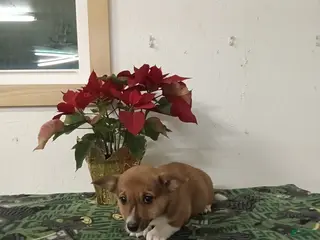 Mixed Breed dogs Dustin - Ad 17