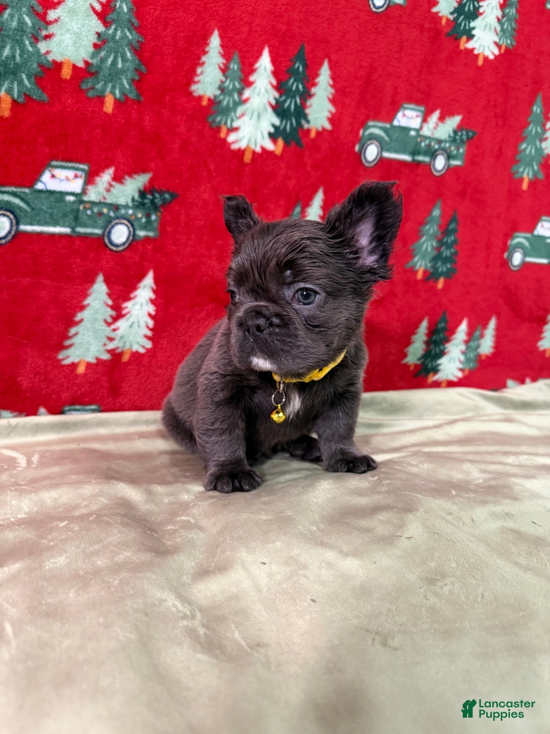 French Bulldog dogs for sale: 💛 Biscuit - Ad 6