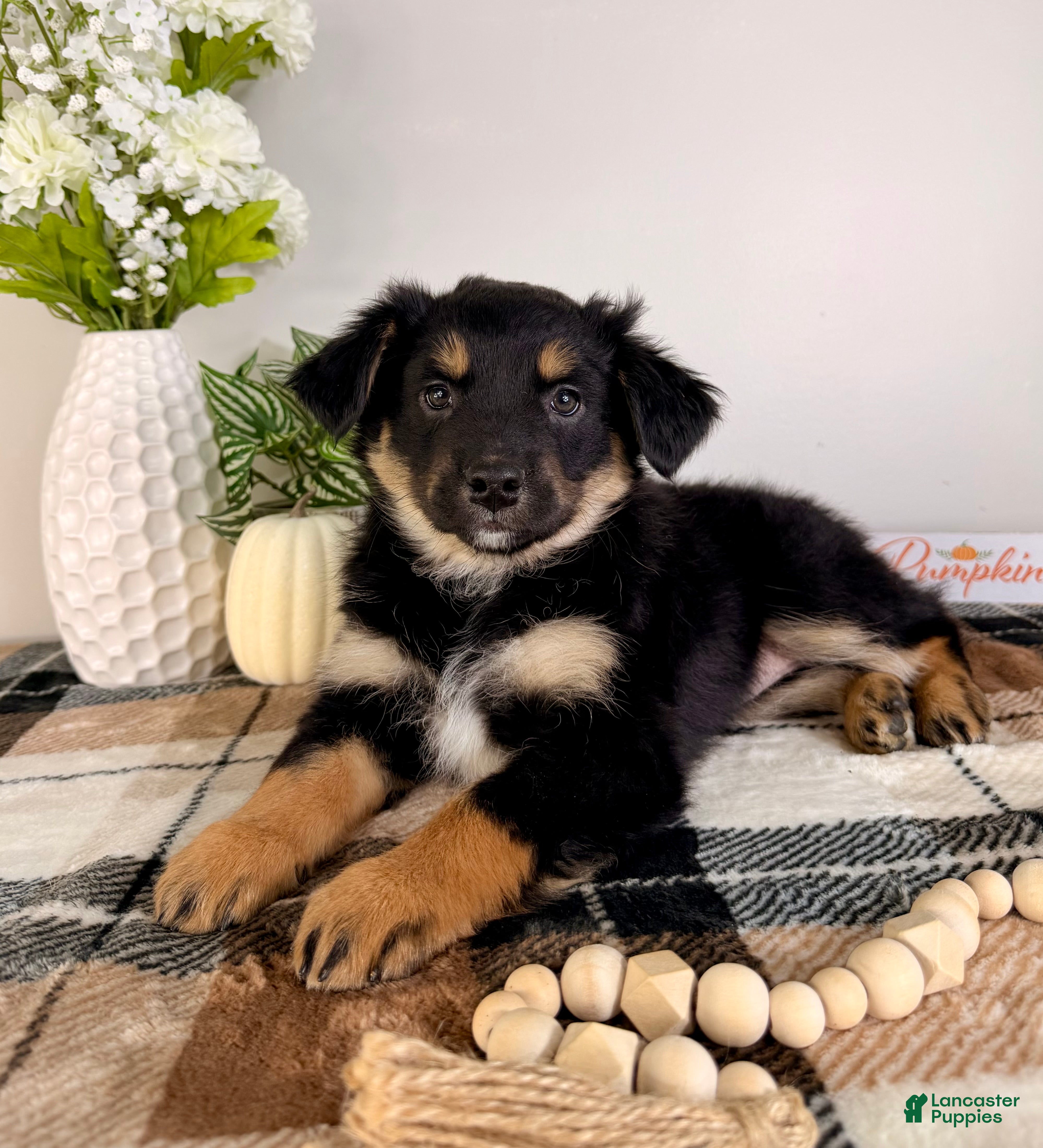 Australian Shepherd dogs Addie - Ad 39