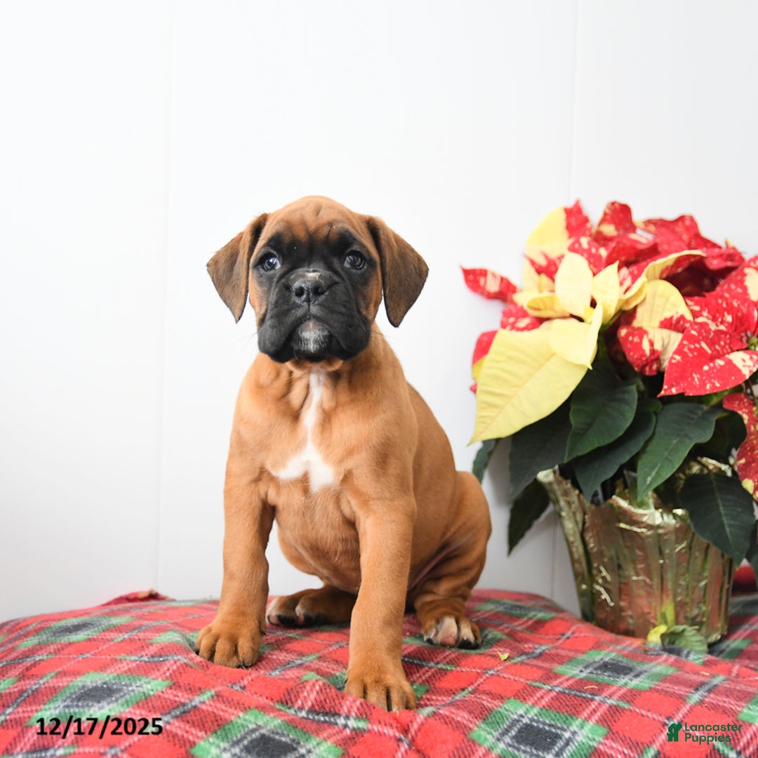 Boxer dogs for sale: Brenna - Ad 1