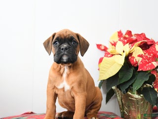 Boxer dogs Brenna - Ad 19