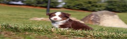Miniature Australian Shepherd dogs for sale: Rudolph - Ad 5