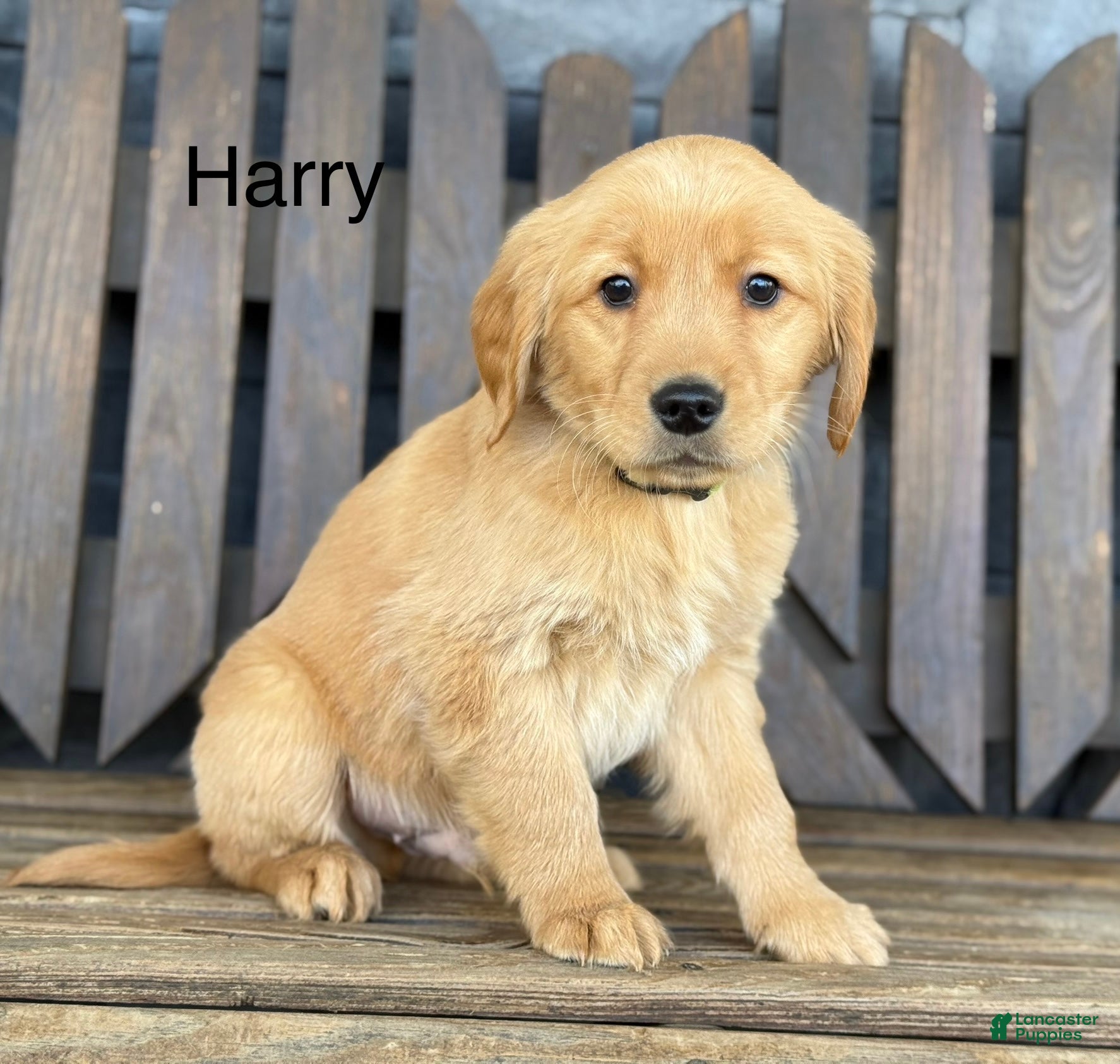 Golden Retriever dogs Harry - Ad 15