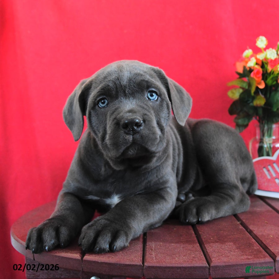 Cane Corso dogs for sale: Laura - Ad 4