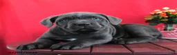 Cane Corso dogs for sale: Laura - Ad 1