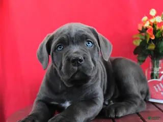 Cane Corso dogs for sale: Laura - Ad 4