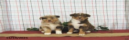 Australian Shepherd dogs for sale: Jingle  - Ad 8