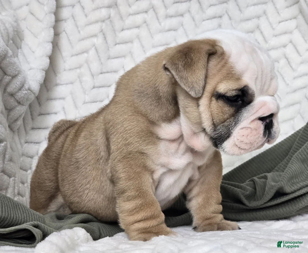 English Bulldog dogs for sale: Popcorn - Ad 5