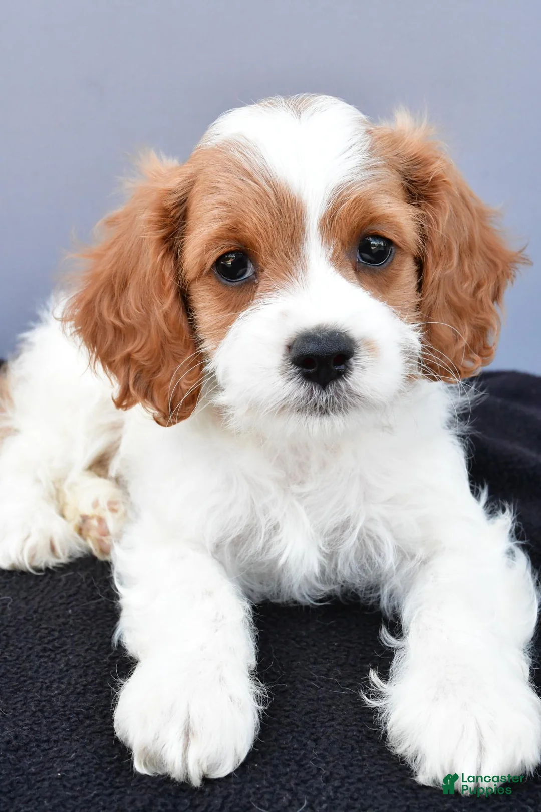 Cavapoo dogs for sale: Nora - Ad 1