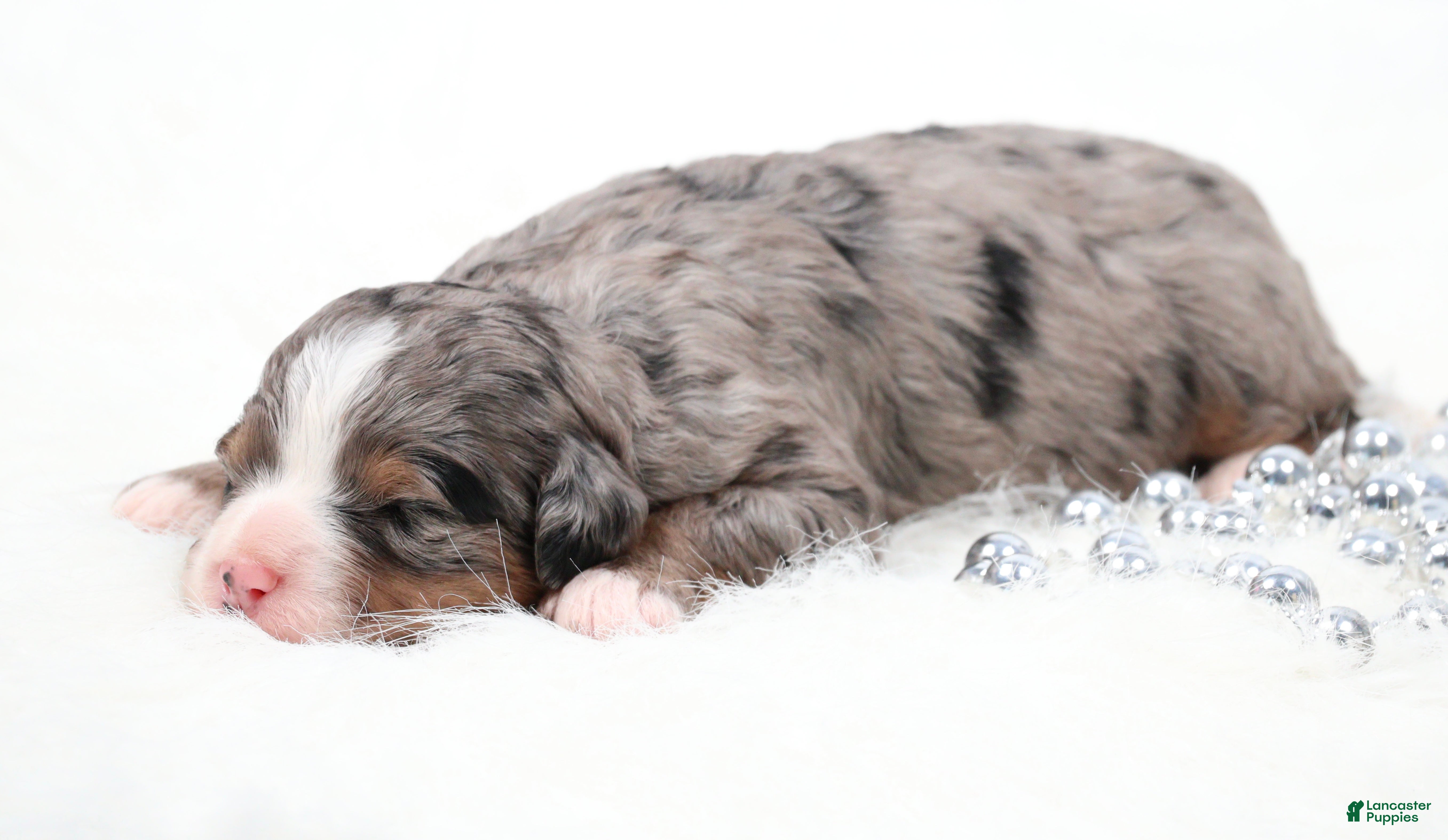 Mini Bernedoodle dogs Fern  - Ad 2