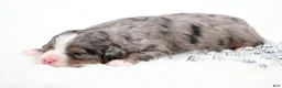 Mini Bernedoodle dogs for sale: Fern  - Ad 2