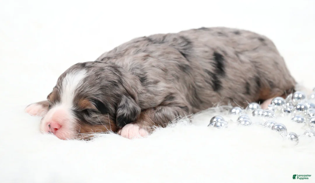 Mini Bernedoodle dogs for sale: Fern  - Ad 2