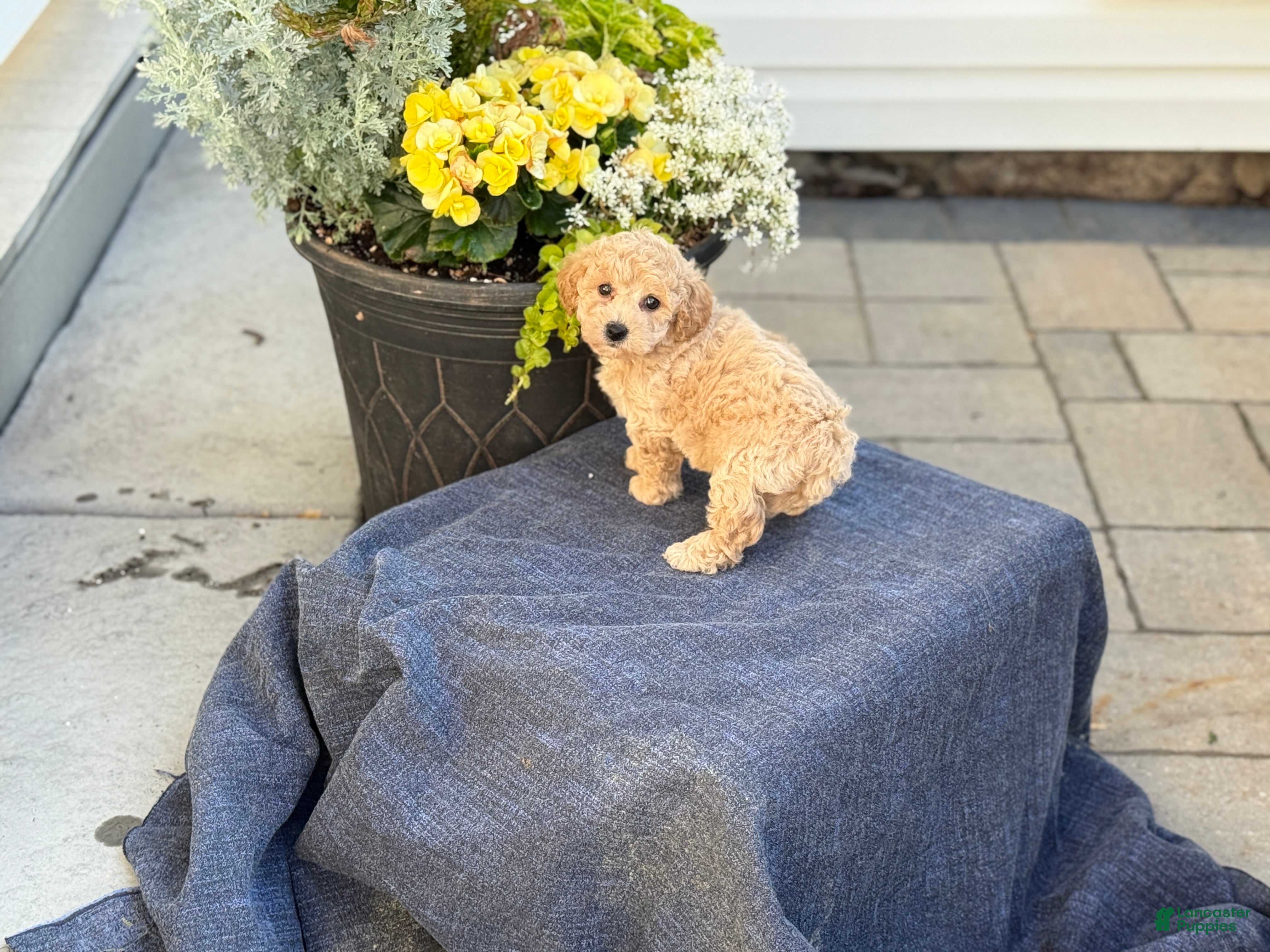 Bichpoo dogs for sale: Finn - Ad 4