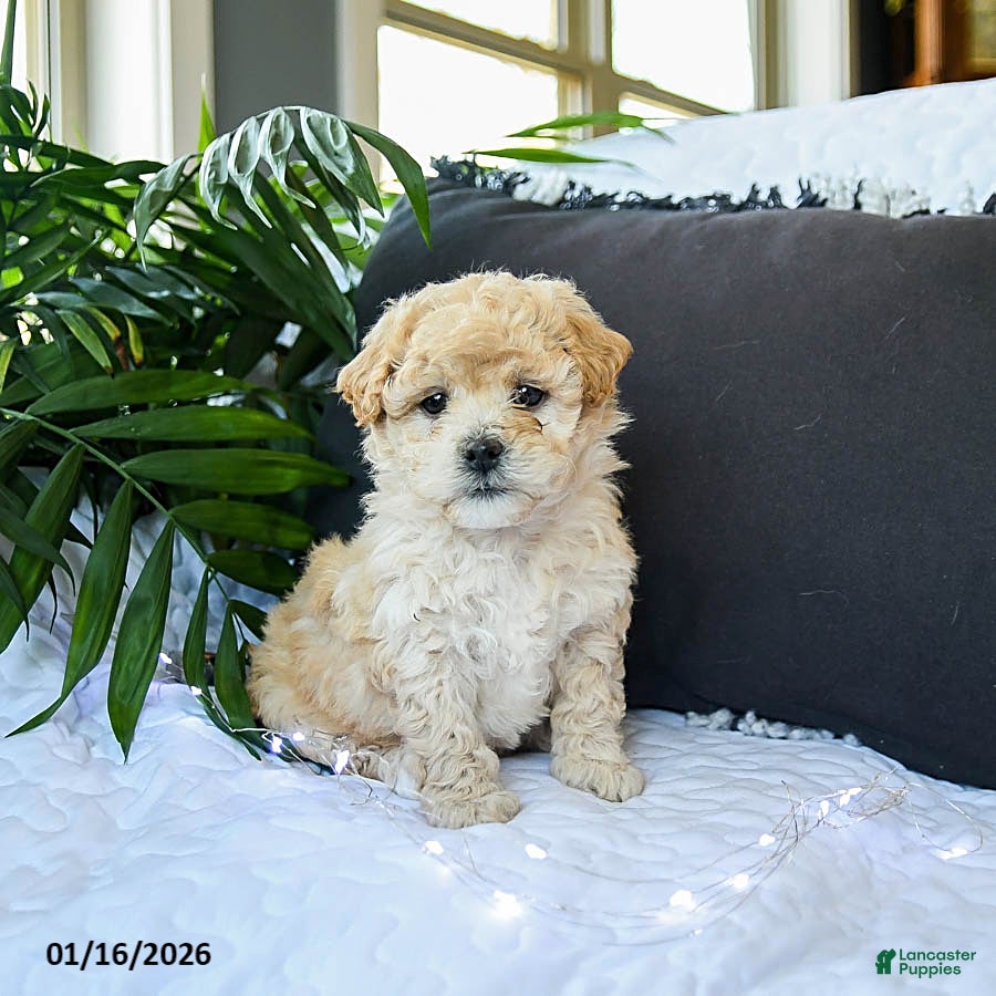 Mixed Breed dogs Caramel - Ad 10