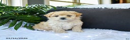 Mixed Breed dogs for sale: Caramel - Ad 1
