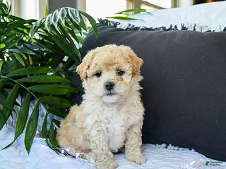 Mixed Breed dogs Caramel - Ad 31