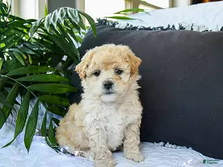 Mixed Breed dogs Caramel - Ad 14