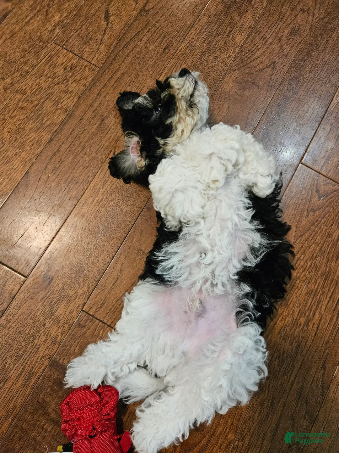 Havapoo dogs for sale: Alfie - Ad 2