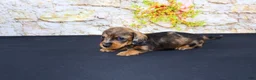 Miniature Dachshund dogs for sale: Horton - Ad 7