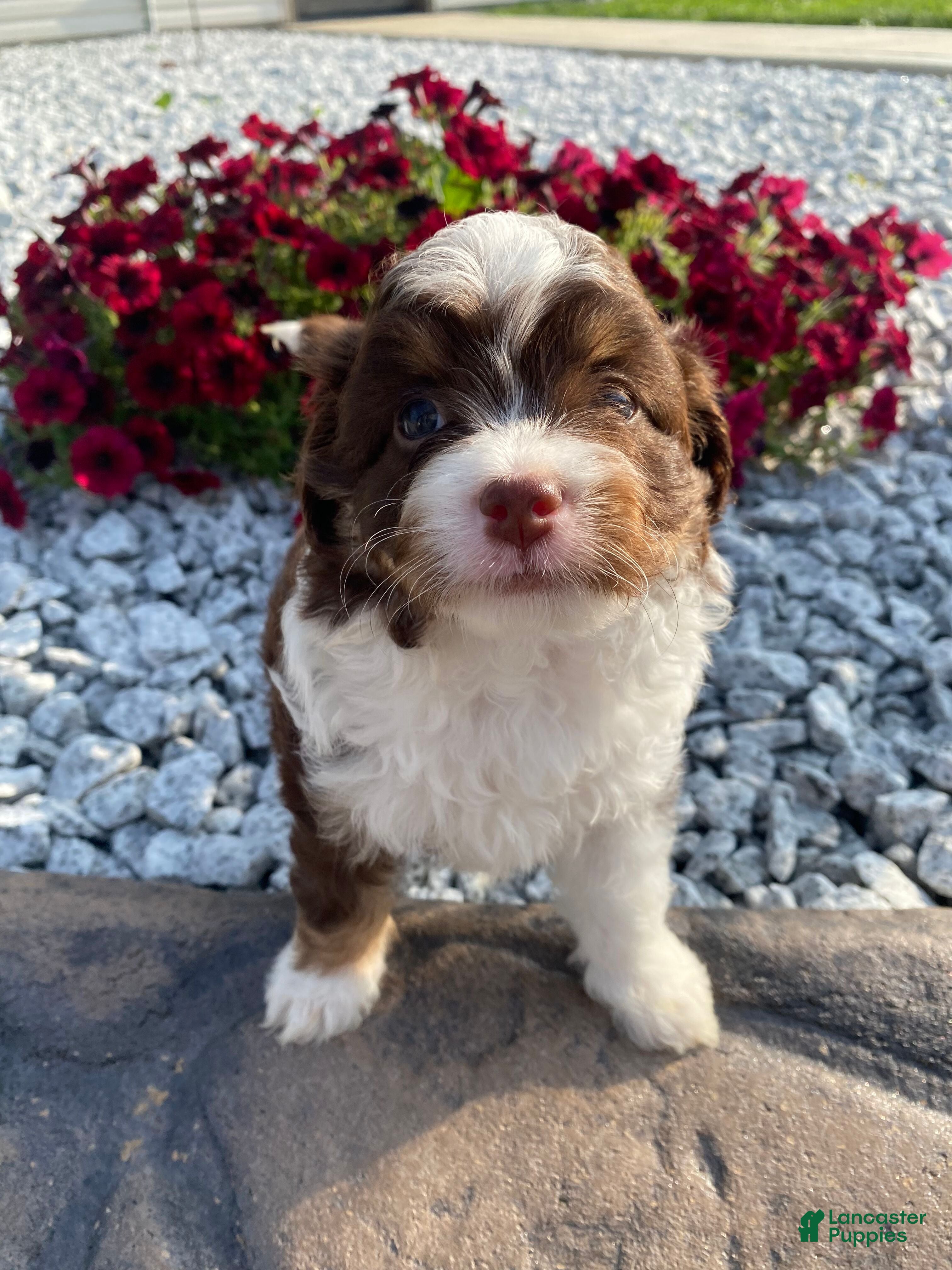 Mini Aussiedoodle dogs Charli - Ad 1