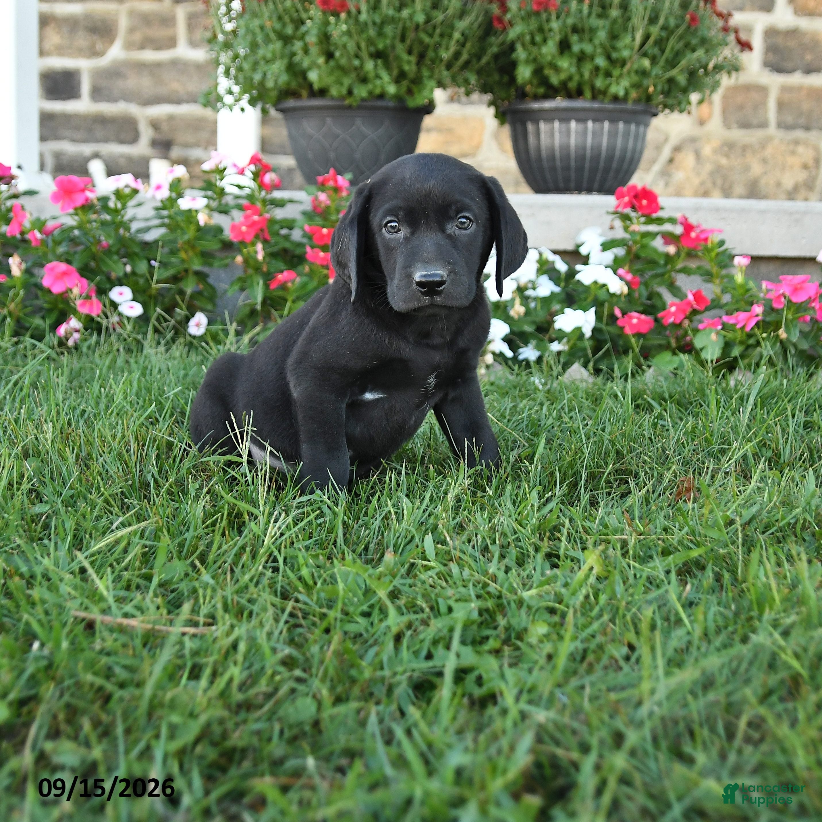 Labrador Retriever dogs Grahm - Ad 1