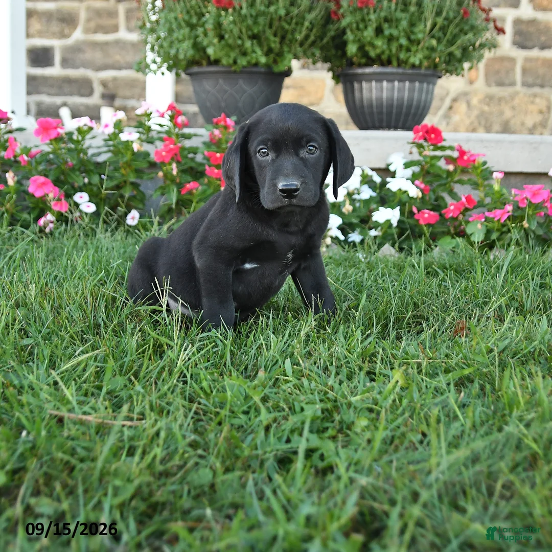 Labrador Retriever dogs for sale: Grahm - Ad 1
