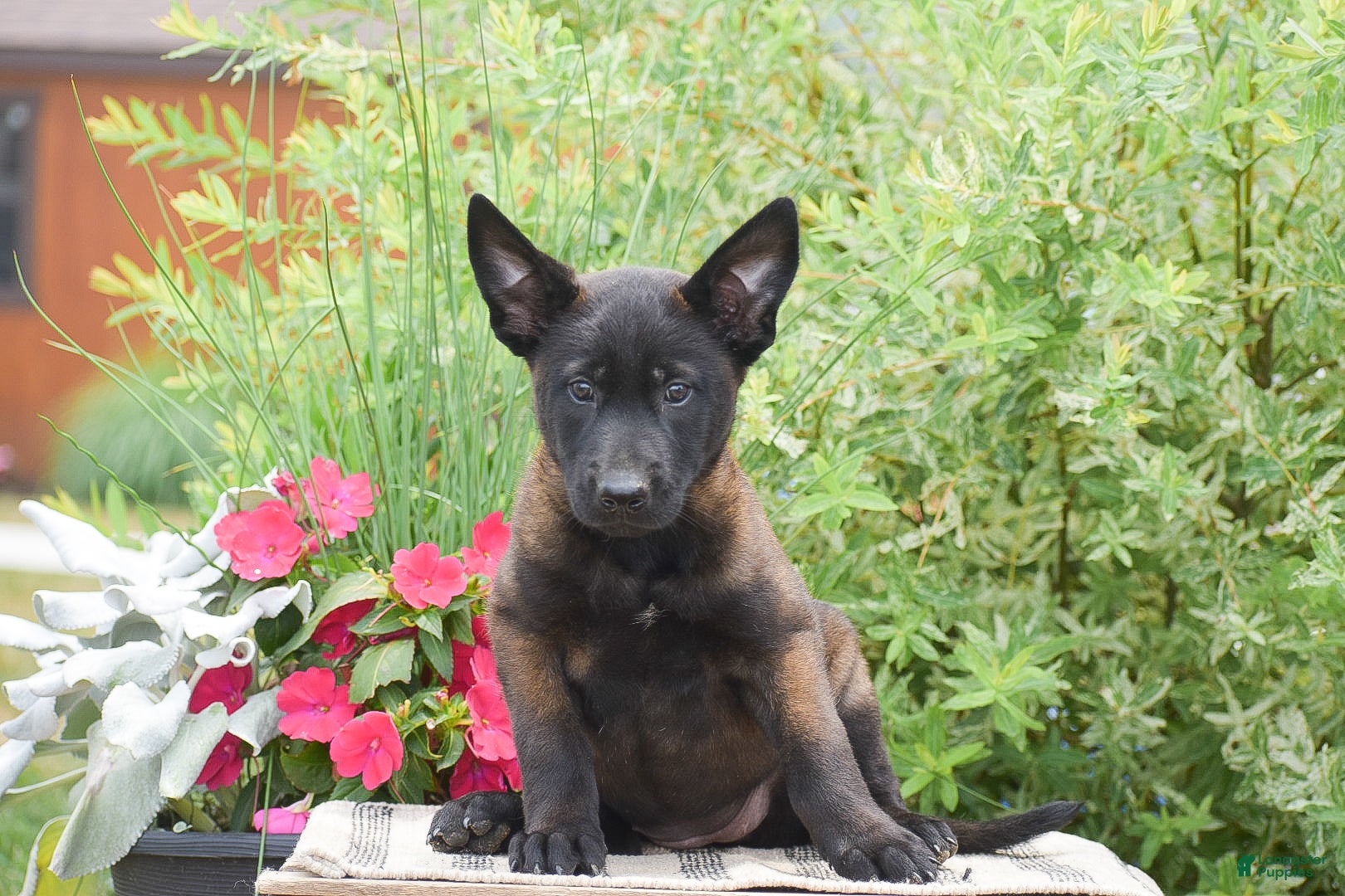 Belgian Malinois dogs Megan - Ad 2