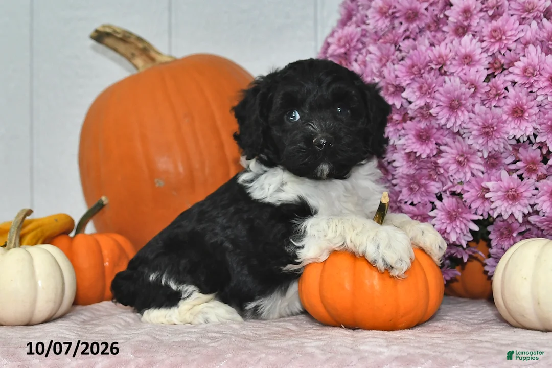 Cockapoo dogs for sale: Rover - Ad 2