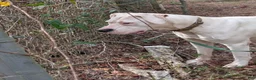 Dogo Argentino dogs for sale: Dogo Argentino Puppy 1 - Ad 20