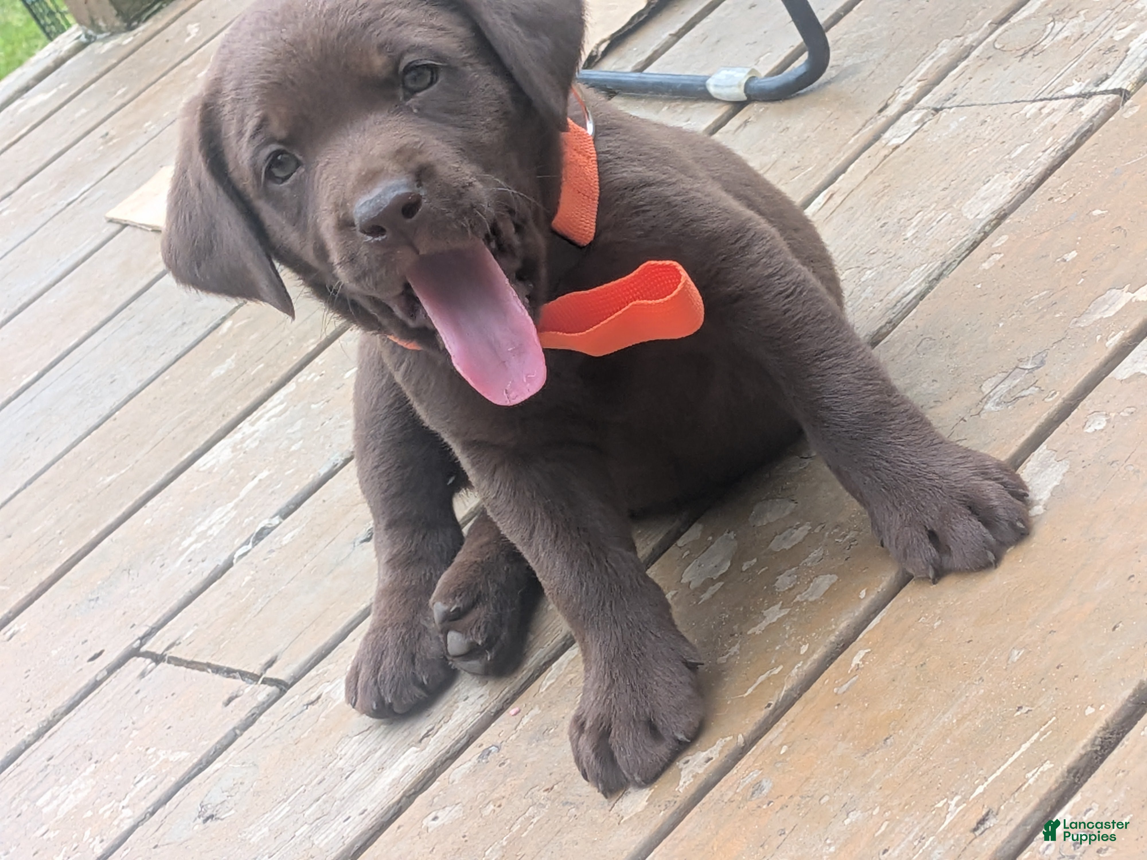 Labrador Retriever dogs Chocolate Female (Orange Collar) - Ad 40
