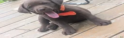 Labrador Retriever dogs for sale: Chocolate Female (Orange Collar) - Ad 1