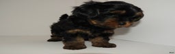 Yorkshire Terrier dogs for sale: King - Ad 9
